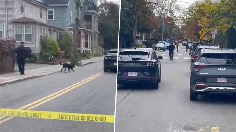 Shooting Near Harvard University: শিক্ষার 'তীর্থক্ষেত্র', হাভার্ড বিশ্ববিদ্যালয়ের কাছে চলল গুলি, ভয়াবহ অবস্থা