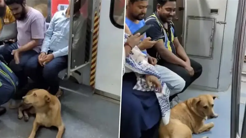 Video: কলকাতা মেট্রোয় উঠে পড়ল রাস্তার কুকুর, বাজির 'ভয়ে' ট্রেনে চাপল সারমেয়, বলছেন বহু মানুষ, দেখুন ভিডিয়ো