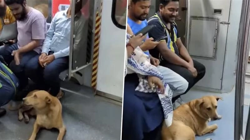 Video: কলকাতা মেট্রোয় উঠে পড়ল রাস্তার কুকুর, বাজির 'ভয়ে' ট্রেনে চাপল সারমেয়, বলছেন বহু মানুষ, দেখুন ভিডিয়ো