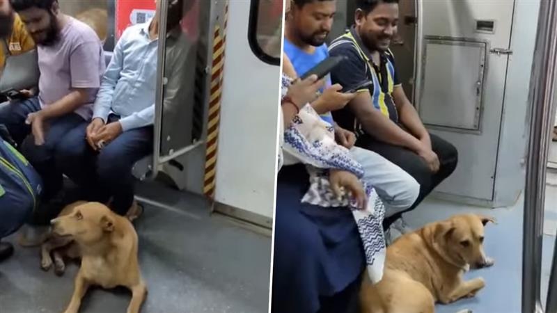 Video: কলকাতা মেট্রোয় উঠে পড়ল রাস্তার কুকুর, বাজির 'ভয়ে' ট্রেনে চাপল সারমেয়, বলছেন বহু মানুষ, দেখুন ভিডিয়ো