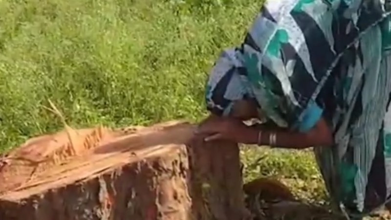 Viral Video: নিজের হাতে রোপণ করা গাছ কেটে ফেলায় অঝোরে কান্না বৃদ্ধার, দেখুুন ভাইরাল ভিডিয়ো