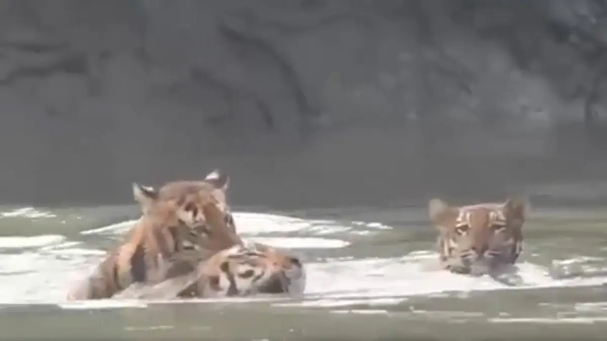 Royal Bengal Tigers: নদীতে জলকেলি করছে তিনটি রয়্যাল বেঙ্গল টাইগার, দেখুন বিরল দৃশ্যের ভিডিও