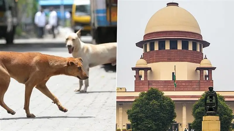 Supreme Court On Stray Dog Issue: পথকুকুর নিয়ে বিতর্কের মাঝেই ফের বড়সড় নির্দেশ দিল সুপ্রিম কোর্ট, কী রয়েছে সেই আদেশে?