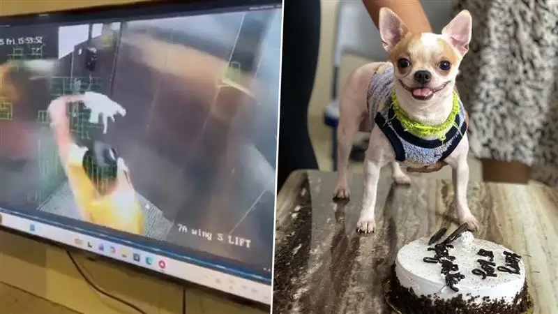 Animal Cruelty Video: কুকুর ছানাকে আছাড় মেরে হত্যা, পরিচারিকার নির্মম ভিডিয়ো ভাইরাল