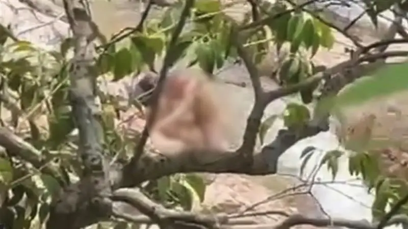 Israeli Couple Arrested For Public Sex In Thailand: প্রকাশ্যে উদ্দাম যৌনতা, থাইল্যান্ডে জলপ্রপাতের কাছে সেক্সে মাতলেন ইজরায়েলি দম্পতি, ভিডিয়ো নিয়ে তোলপাড় দেখুন