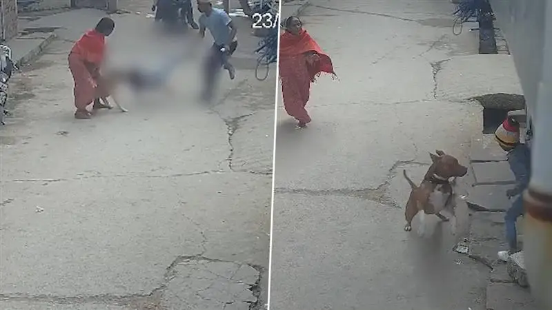 Delhi Pitbull Attacks: খেলতে খেলতে পিটবুলের হিংস্র আক্রমণের শিকার ৬ বছরের শিশু