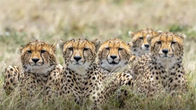 Project Chhetah: বৎসোয়ানা থেকে ৮টি চিতা নিয়ে আসা হচ্ছে ভারতে, রাষ্ট্রপতি মুর্মুর সফরে চূড়ান্ত সিদ্ধান্ত