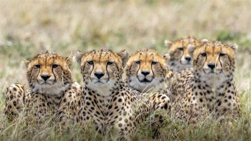 Project Chhetah: বৎসোয়ানা থেকে ৮টি চিতা নিয়ে আসা হচ্ছে ভারতে, রাষ্ট্রপতি মুর্মুর সফরে চূড়ান্ত সিদ্ধান্ত