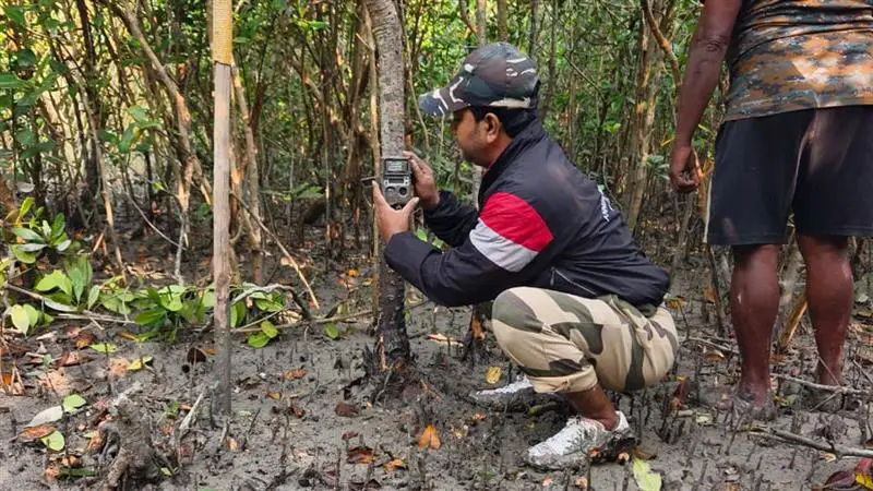 Tiger Census Work: সারাদেশের সঙ্গে এই রাজ্যেও শুরু হতে চলেছে বাঘ শুমারির কাজ