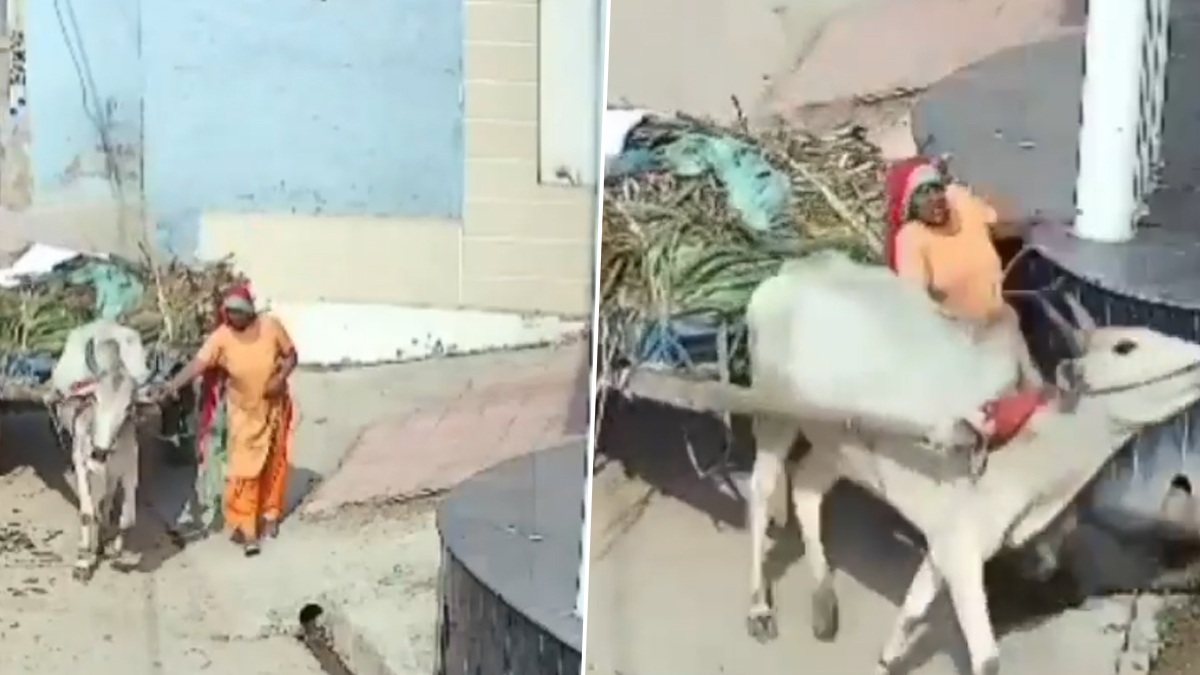 Shocking Video: গরুর গাড়ি আটকে গেল দেওয়ালে, করুণ পরিণতি মহিলার, দেখুন ভিডিয়ো