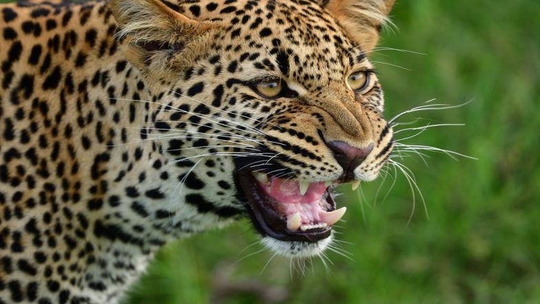 Leopard Attack: মধ্যপ্রদেশে চিতাবাঘের আক্রমণের ২১ দিন পর ৯ বছরের শিশুর মৃত্যু, জলাতঙ্কের আশঙ্কা চিকিৎসকদের