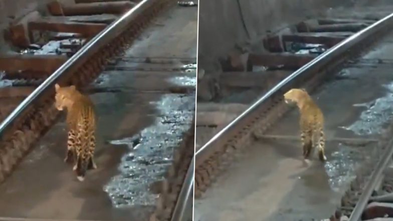 Leopard Walking on Railway Tracks: রেললাইনে হেঁটে চলেছে চিতাবাঘ! ছত্তীসগঢ়ের টানেলে ট্রেন থামিয়ে প্রাণ বাঁচালেন লোকো পাইলট, ভাইরাল ভিডিও