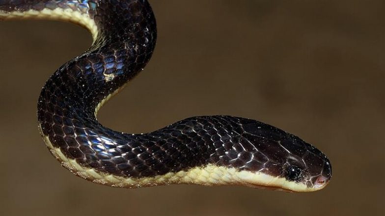 Snake Bite: ভবানীপুরের মিত্র ইনস্টিটিউশনে প্রথম শ্রেণীর ছাত্রকে সাপের কামড়, এখন কেমন আছে সে