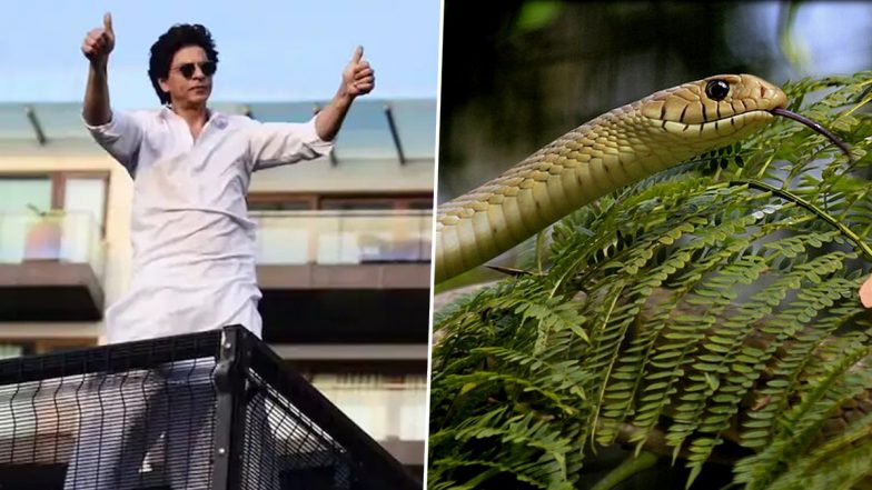 Shah Rukh Khan Mannat Snake Video: শাহরুখের বাড়ি 'মন্নত'-থেকে উদ্ধার ৮ ফুটের বিশাল সাপ, লুকিয়ে আরও একটি