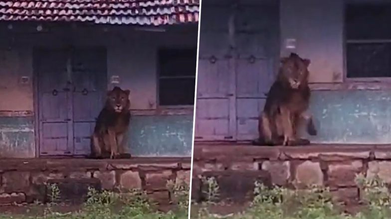 Lion Enters House: গুজরাটে খাবারের খোঁজে সোজা ঘরে ঢুকে পড়ল সিংহ, ভিডিও ভাইরাল