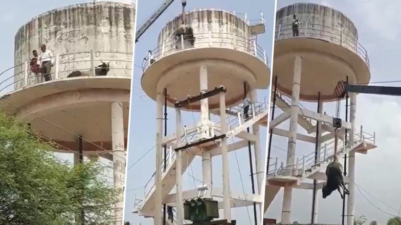 Bull on Water Tank Video: ৫০ ফুট উঁচু জলের ট্যাংকে কীভাবে উঠল ষাঁড়! তাজ্জব গ্রামের বাসিন্দারা, ইন্টারনেটে হাসির রোল