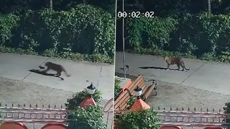 Palghar Leopard Viral Video: হিংস্র চিতার এমন রূপ আগে দেখেছেন? মুখে ধরা কুকুরছানাকে ছেড়ে দিল, পালঘরে ভাইরাল CCTV