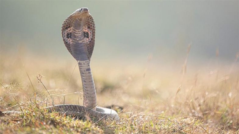 Gwalior Hospital Snake Video: গোয়ালিয়রের সরকারি হাসপাতালে নাগিন ড্যান্স! অপারেশন থিয়েটারের বাইরে গোখরো সাপ