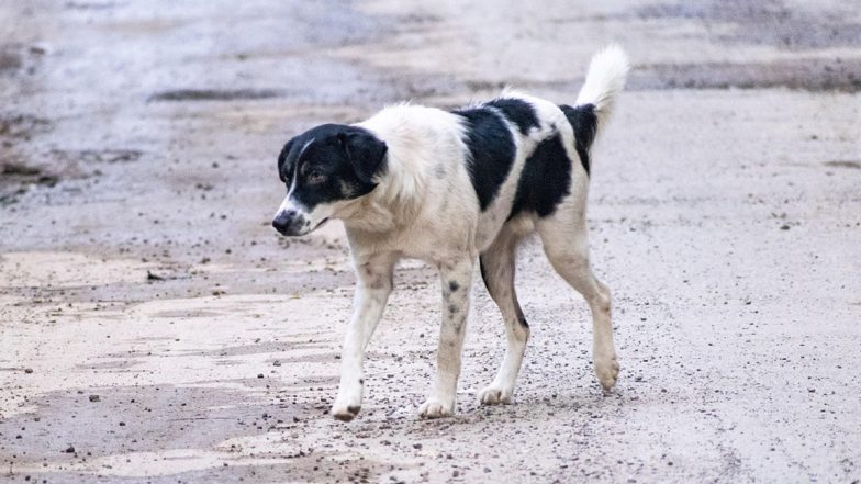 Dog Attack: ৩৫ জনেরও বেশি মানুষকে কামড়ানোর পর ধরা পড়ল ক্ষিপ্ত পথ কুকুর