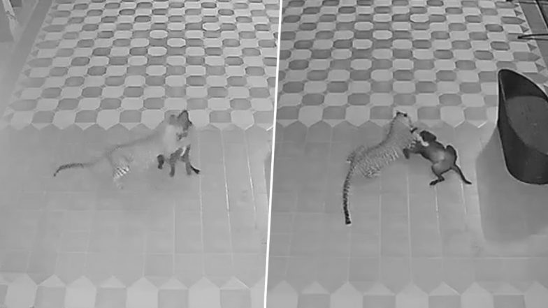 Thane Leopard Attack Video: থানেতে চিতা বাঘের সঙ্গে লড়াই করে প্রাণ বাঁচাল সাহসী কুকুর, মালিকের প্রতি বিশ্বস্ততার নজির
