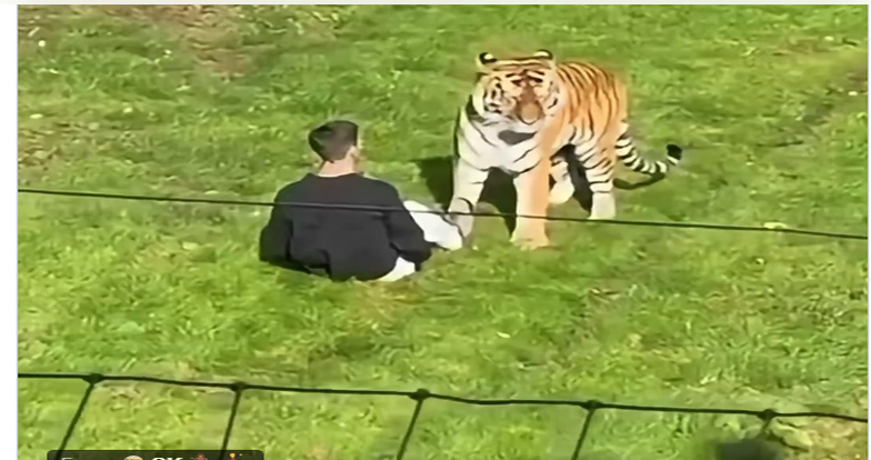 Man Killed by Tiger UK Zoo: চিড়িয়াখানায় বাঘের খাঁচায় ঢুকে পড়ে প্রাণ হারালেন ব্যক্তি
