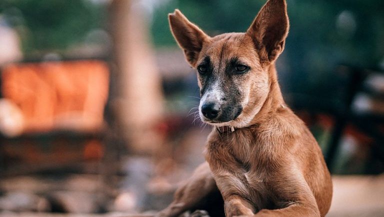 Animal Cruelty in MP: পাশবিক, রাস্তার কুকুরকে ছুরি দিয়ে কুপিয়ে মেরে ইন্দোরে ধৃত ২