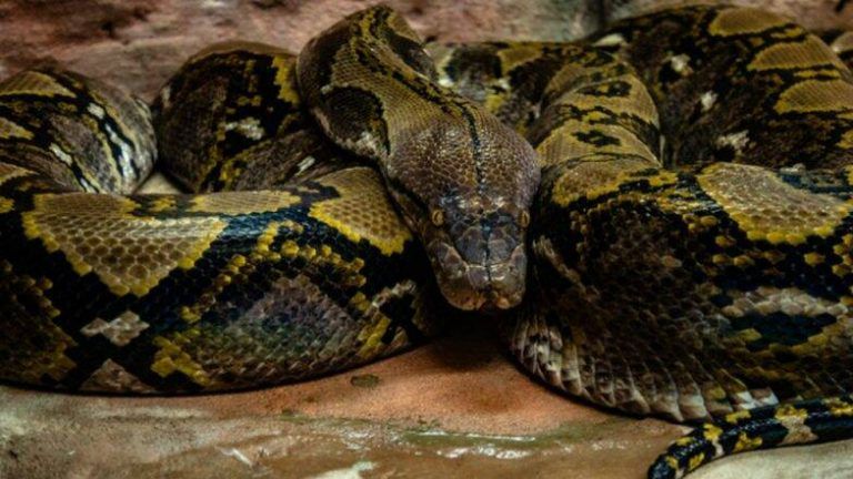 Python: মহিলার বাথরুমে বাথটবে শুয়ে ১২ ফুটের পাইথন, দেখুন ভিডিও