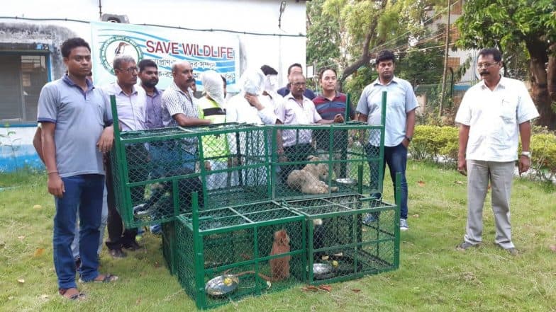 Kolkata:পাচারের ছক বানচাল, বেলঘরিয়া এক্সপ্রেসওয়ে থেকে উদ্ধার ব্যাগবন্দি সিংহশাবক, লঙ্গুর Kolkata:পাচারের ছক বানচাল, বেলঘরিয়া এক্সপ্রেসওয়ে থেকে উদ্ধার ব্যাগবন্দি সিংহশাবক, লঙ্গুর