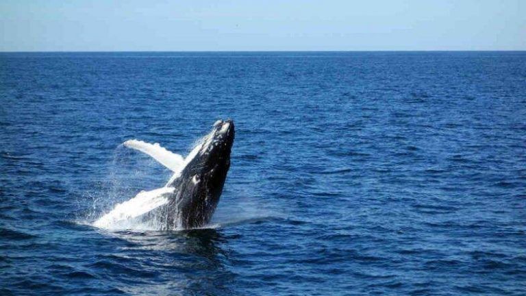 Whales: সমুদ্র সৈকতে ভেসে এল শয়ে শয়ে তিমি, দেখুন ছবিতে