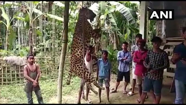 Assam Villagers Kill Leopard:নৃশংশতার নজির, চিতাবাঘকে মেরে চোখ উপরে থাবা কেটে নিল গ্রামবাসীরা Assam Villagers Kill Leopard:নৃশংশতার নজির, চিতাবাঘকে মেরে চোখ উপরে থাবা কেটে নিল গ্রামবাসীরা