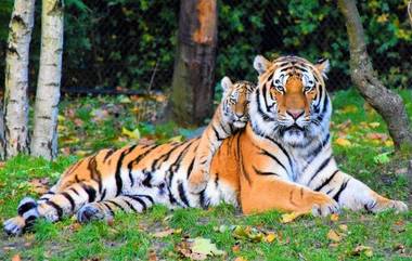 International Tiger Day 2019: দেশে বাঘেদের সংখ্যা ৭০০টি বেড়েছে, ঘোষণা প্রধানমন্ত্রী নরেন্দ্র মোদির