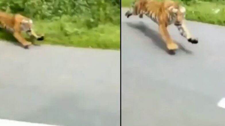 এলাকায় ঢুকেছিস তবে রে, বনকর্তাদের তাড়া করে জঙ্গল ছাড়া করল বাঘমামা এলাকায় ঢুকেছিস তবে রে, বনকর্তাদের তাড়া করে জঙ্গল ছাড়া করল বাঘমামা