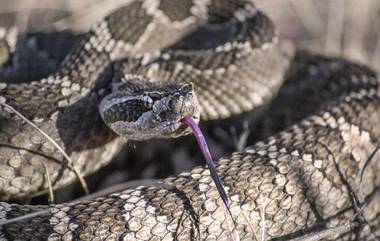 Snakes Smuggling: ট্রেনে ব্যাগ তল্লাশিতে কিলিবিল করে বেরিয়ে এলেন তেনারা, সাপ পাচারের দায়ে ধৃত মহিলা