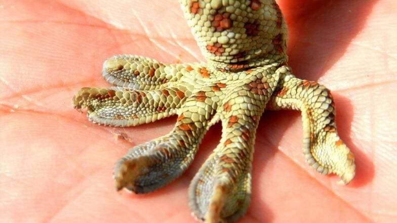Endangered Tokay Gecko: বিপন্ন প্রজাতির তক্ষক 'টোকাই গোকো' HIV সারাতে ও যৌনক্ষমতা বাড়াবে, দাবি বন্যপ্রাণ সংরক্ষণ কর্মীর Endangered Tokay Gecko: বিপন্ন প্রজাতির তক্ষক 'টোকাই গোকো' HIV সারাতে ও যৌনক্ষমতা বাড়াবে, দাবি বন্যপ্রাণ সংরক্ষণ কর্মীর