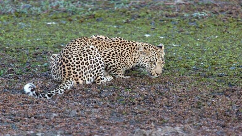 Leopard Attack ভ ইর ল ভ ড ও ছব ত লত গ য চ ত র আক রমণ আহত এক ব যক ত Latestly ব ল