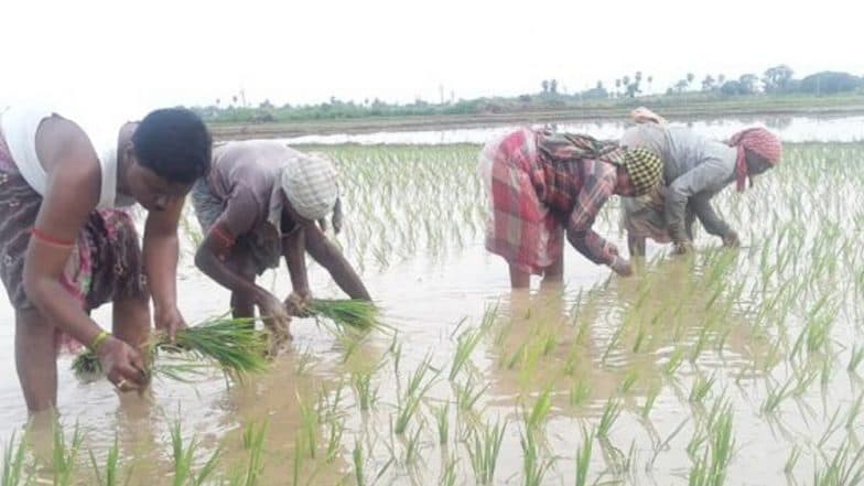 লক্ষ্য বিধানসভা ভোট, দিদির মুখ রক্ষায় ধান রুইলেন বিধায়ক লক্ষ্য বিধানসভা ভোট, দিদির মুখ রক্ষায় ধান রুইলেন বিধায়ক