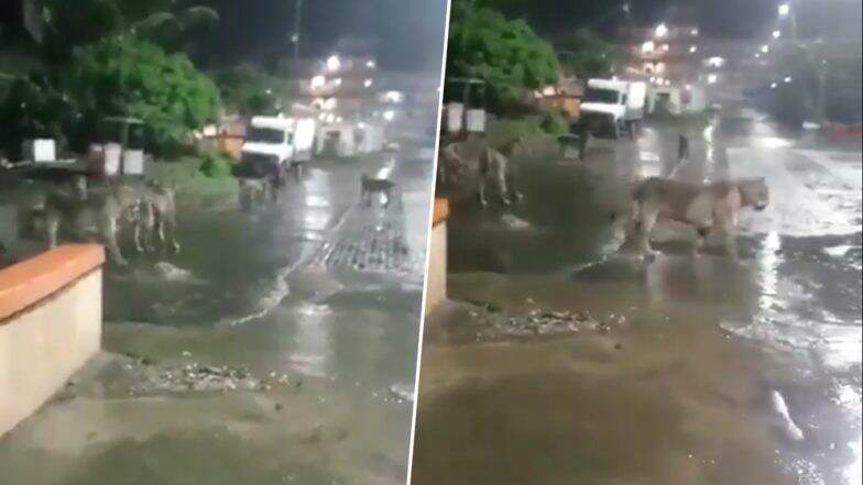 গুজরাটে বন্যা পরিস্থিতি, জঙ্গল ছেড়ে রাস্তায় অসহায় সিংহের দল! (দেখুন আতঙ্কের ভিডিও) গুজরাটে বন্যা পরিস্থিতি, জঙ্গল ছেড়ে রাস্তায় অসহায় সিংহের দল! (দেখুন আতঙ্কের ভিডিও)