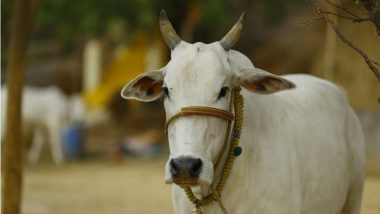 Cow Swayamvar In Madhya Pradesh: এবার গরুর স্বয়ম্ভরের আয়োজনে ষাঁড়ের ডাটাবেস তৈরি করল ভোপালের পশুপালন দপ্তর, কীভাবে জানেন?