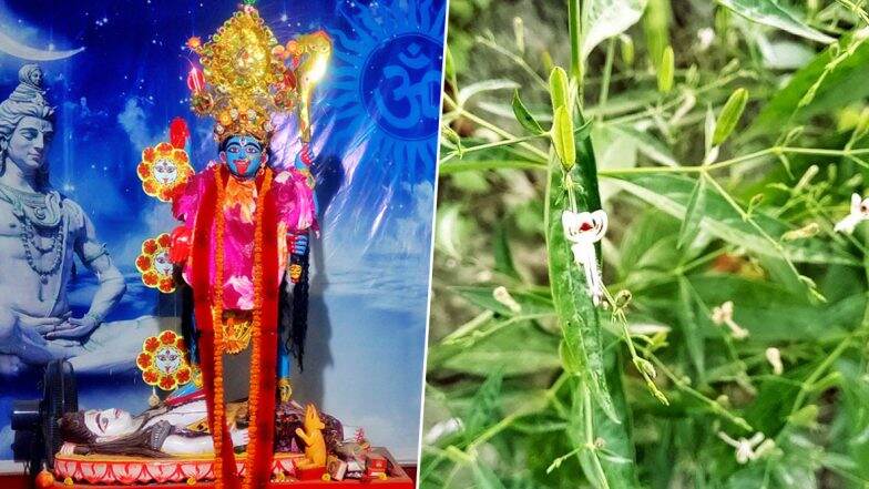 Kali Puja 2019: ১৪ শাক কেন খাওয়া হয় জানেন? Kali Puja 2019: ১৪ শাক কেন খাওয়া হয় জানেন?