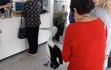 Pelican In Line: মাছের দোকানে লাইন দিয়েছে পাখি, ভাইরাল ভিডিও