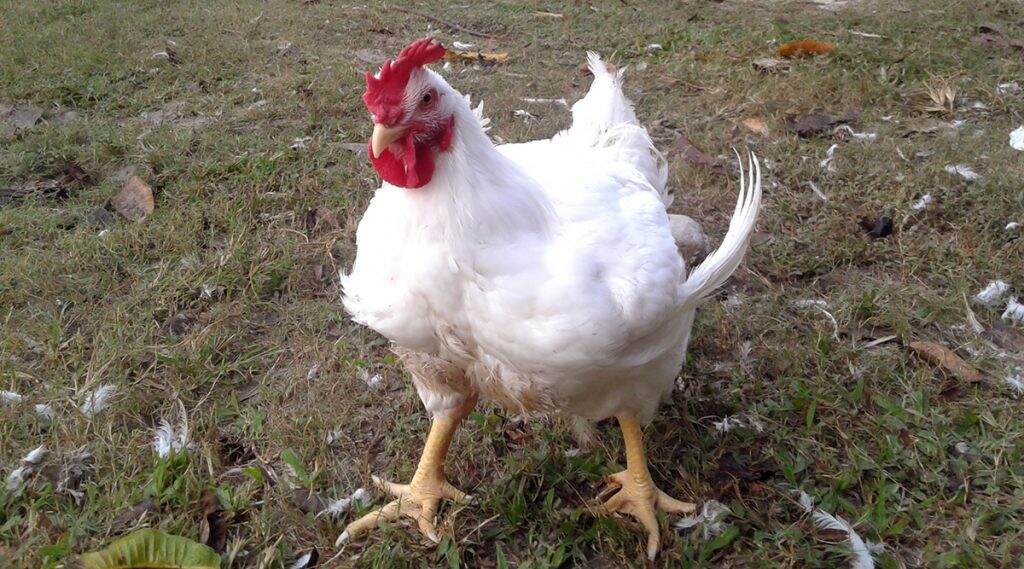 Locals Steal Chickens After Truck Crash: দুর্ঘটনায় থমকে ট্রাক, দেদার মুরগি লুট স্থানীয়দের: ভিডিও Locals Steal Chickens After Truck Crash: দুর্ঘটনায় থমকে ট্রাক, দেদার মুরগি লুট স্থানীয়দের: ভিডিও