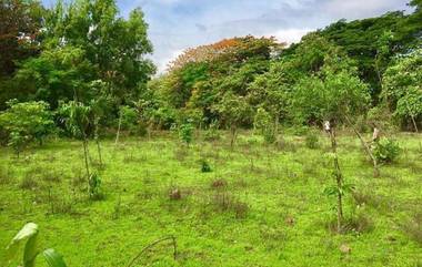 Aarey Tree Felling: পরবর্তী শুনানি পর্যন্ত আর একটিও গাছ কাটা যাবে না, আরে কলোনি নিয়ে স্থগিতাদেশ সুপ্রিম কোর্টের