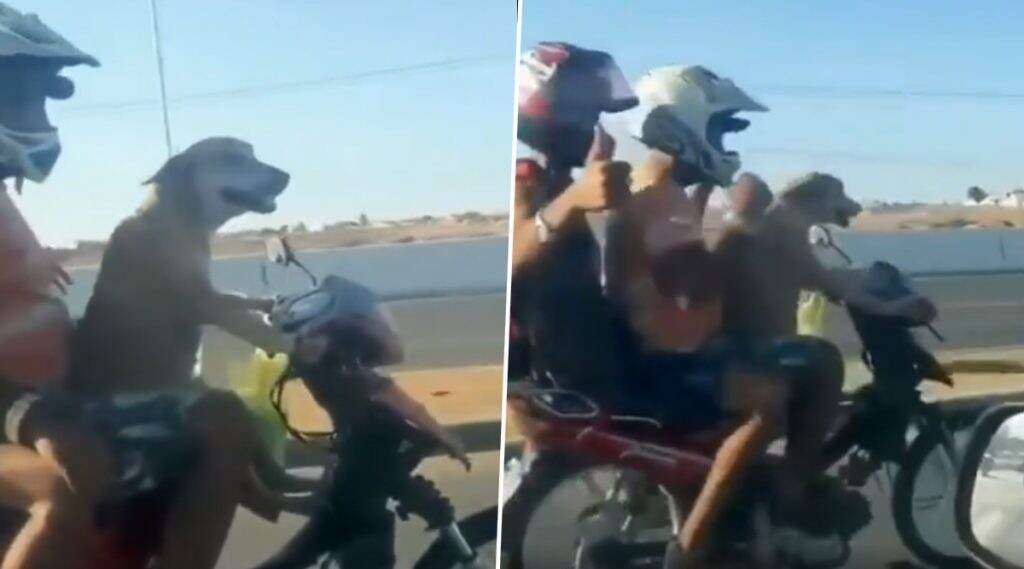 Dog Driving A Bike: বাইক চালাচ্ছে কুকুর! পেছনে বসে দুই আরেহী: ভিডিও Dog Driving A Bike: বাইক চালাচ্ছে কুকুর! পেছনে বসে দুই আরেহী: ভিডিও