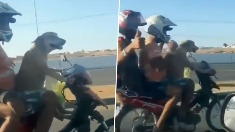 Dog Driving A Bike: বাইক চালাচ্ছে কুকুর! পেছনে বসে দুই আরেহী: ভিডিও Dog Driving A Bike: বাইক চালাচ্ছে কুকুর! পেছনে বসে দুই আরেহী: ভিডিও