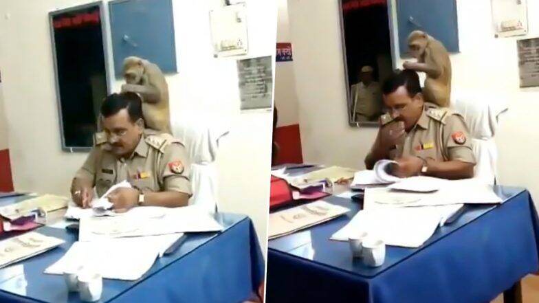 থানায় ঢুকে ডিউটিতে থাকা পুলিশ ইন্সপেক্টরের কাঁধে চড়ে আছে বাঁদর, দেখুন ভাইরাল ভিডিও থানায় ঢুকে ডিউটিতে থাকা পুলিশ ইন্সপেক্টরের কাঁধে চড়ে আছে বাঁদর, দেখুন ভাইরাল ভিডিও