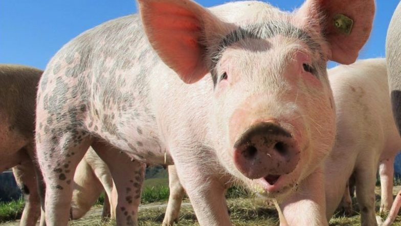 Swine Flue: চীন জুড়ে মাথাচারা দিয়েছে Swine Fever; মাথায় হাত শূকর চাষীদের