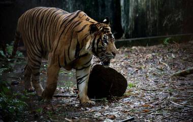 বন্দিপুর জাতীয় উদ্যানে ২জন মানুষ, ১৪টি গবাদি পশুকে মেরে ফেলা বাঘের খোঁজে CCTV, ড্রোন, হাতি নামিয়েও সাফল্য মিলছে না