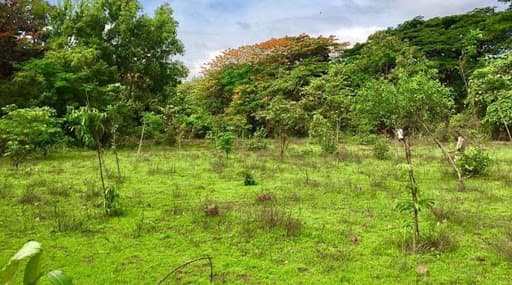 ভারত জুড়ে তৈরি হবে ১৪০০ কিমি ' গ্রিন ওয়াল', ২৫০ মিলিয়ন টন কার্বন ডাই অক্সাইড নির্মূল করবে এই সবুজ প্রাচীর ভারত জুড়ে তৈরি হবে ১৪০০ কিমি ' গ্রিন ওয়াল', ২৫০ মিলিয়ন টন কার্বন ডাই অক্সাইড নির্মূল করবে এই সবুজ প্রাচীর