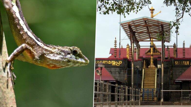 Dead Lizard in Sabarimala Offering: শবরীমালার প্রসাদে মরা টিকটিকি! তদন্তের নির্দেশ দিল কেরালা পুলিস Dead Lizard in Sabarimala Offering: শবরীমালার প্রসাদে মরা টিকটিকি! তদন্তের নির্দেশ দিল কেরালা পুলিস