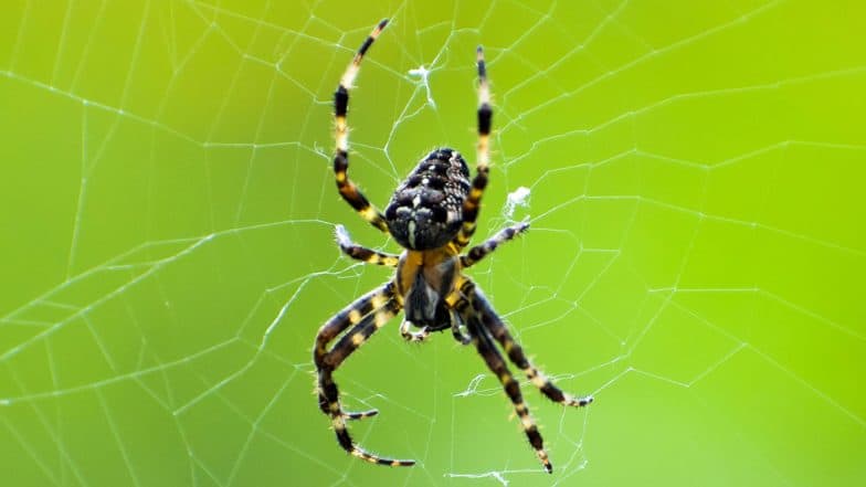 Spider Names After Sachin: মাকড়শার নাম সচিন তেন্ডুলকর! Spider Names After Sachin: মাকড়শার নাম সচিন তেন্ডুলকর!